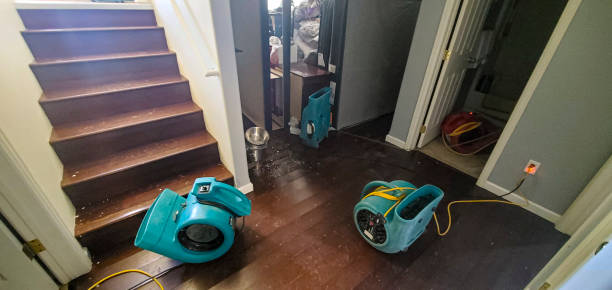 Best Mold removal after water damage  in Neosho, MO