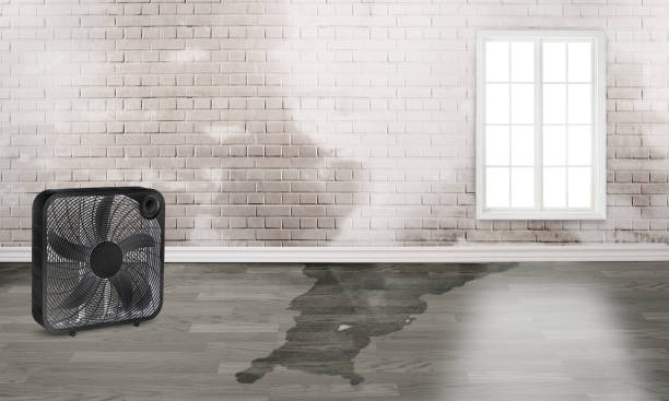 Best Water damage restoration near me  in Neosho, MO